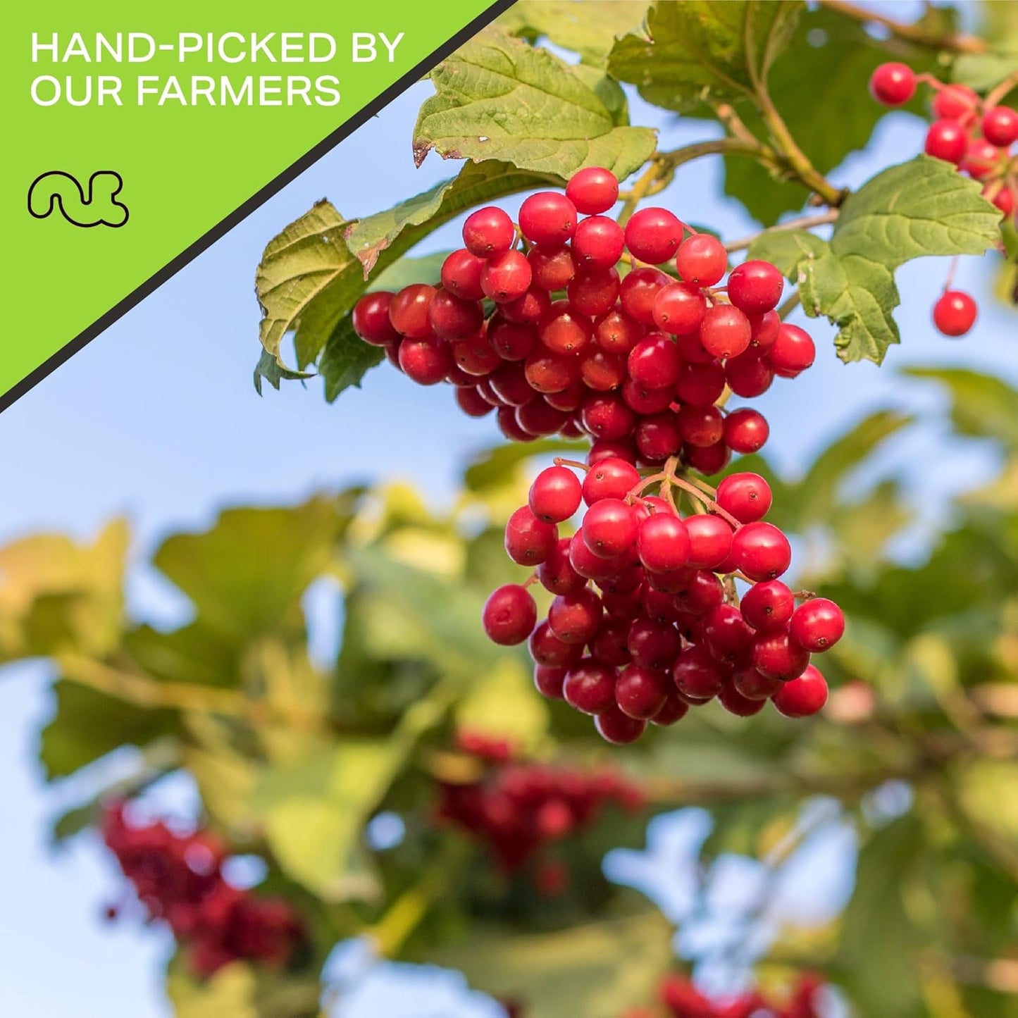 NUT CRAVINGS - Sun Dried Whole Cranberries, Lightly Sweetened (8oz, 1 Pack) Bulk Dry Fruits Packed Fresh in Resealable Bag - Sweet Healthy Snack, Naturally Grown, Vegan, Kosher